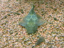 ミニブッシープレコ