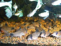 コリドラス繁殖中