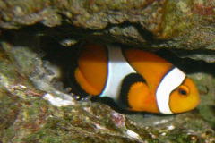 カクレクマノミの産卵