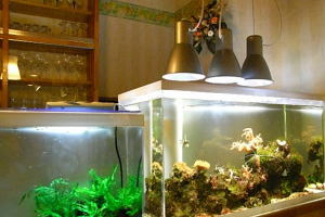 バーカウンターの水槽