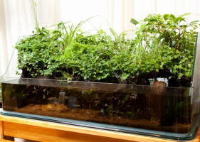 ダイニングのテラリウム