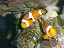 カクレクマノミのペアー