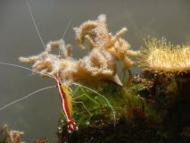 スカンクシュリンプ