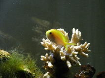 黄色いアンティアス