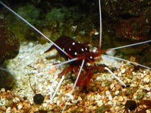 ホワイトソックス