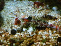 スクーターブレニー